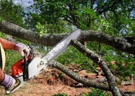 How Our Tree Care Process Works  in  Osceola, WI