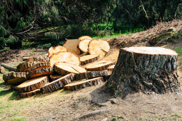 Seasonal Cleanup (Spring/Fall) in Osceola, WI